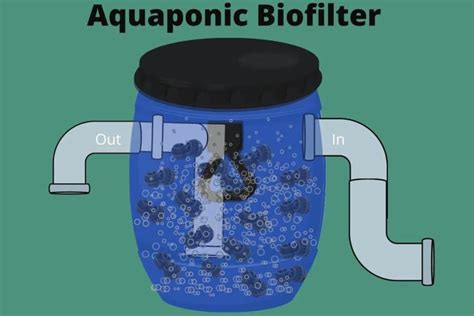 The audience heard how jimmie hepburn's aquavision is a profitable aquaponic. Aquaponics Biofilter: What is It and How does It Work ...
