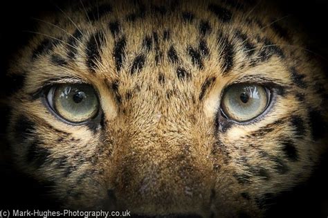 Awesome Amur Leopard Eyes Wild Animals Animals Beautiful Tigers