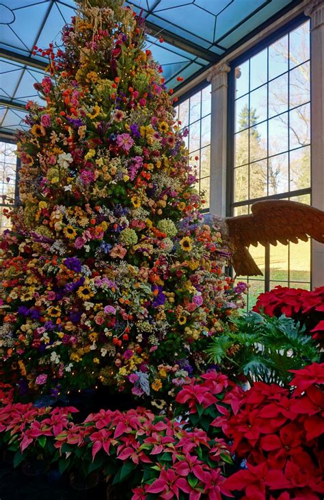 Dried Flower Christmas Tree — Bbc Gardeners World Magazine