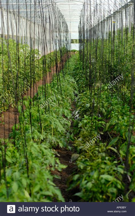 Organic Tomato Plants On A Trellis System Inside A Greenhouse Stock