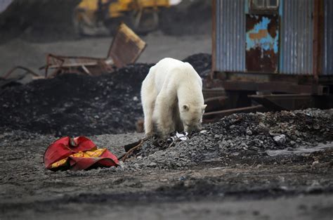 polar bear in norilsk russia appears starving and searching for food in siberia city amid