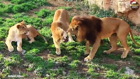 lion vs tiger real fight and 45 epic moments lion fight to dea th swagwildlifemoments video