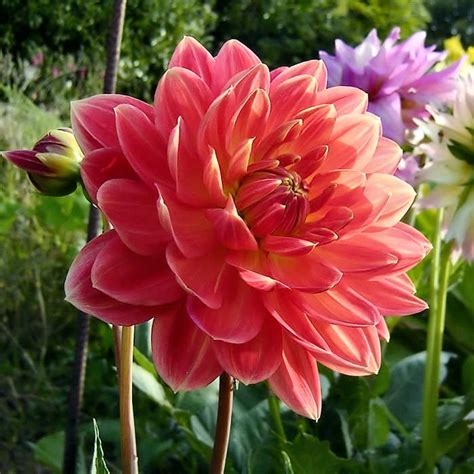 We offer the best varieties in a wide range of colors. Coral dahlia. | Beautiful flowers, Dahlia, Flowers