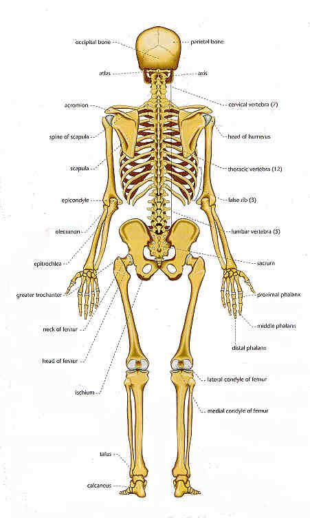 Bones Chart Of Human Bones Rear View Forensic Anthropology Forensics Human Bones
