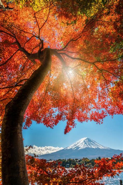 Mount Fuji In Autumn Color Japan Stock Image Image Of Hakone Scene