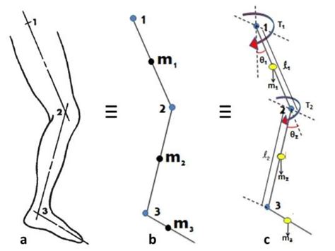 Human Lower Limb A Anatomical Model 24 B Link Segment Model C