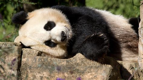 Giant Panda Is No Longer Endangered Experts Say Abc13 Houston