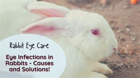 Rabbit Eye Infection Symptoms Causes And Solutions