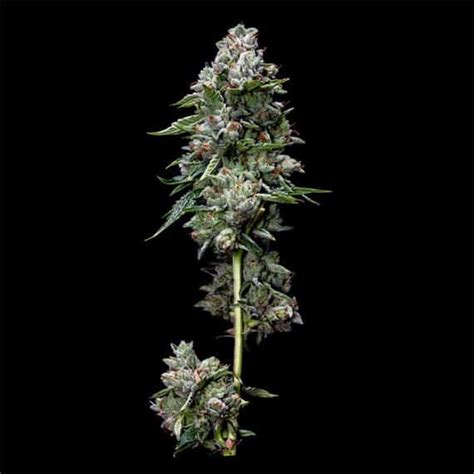 Kosher Kush Regular Cannabis Seeds Reserva Privada Bud Champion