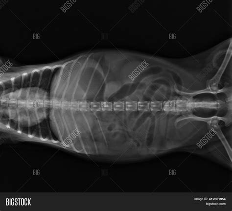 Abdominal X Ray Dog Image And Photo Free Trial Bigstock