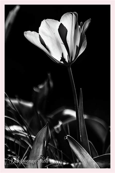 Tulip In Black And White Photograph By Deb Henman Fine Art America