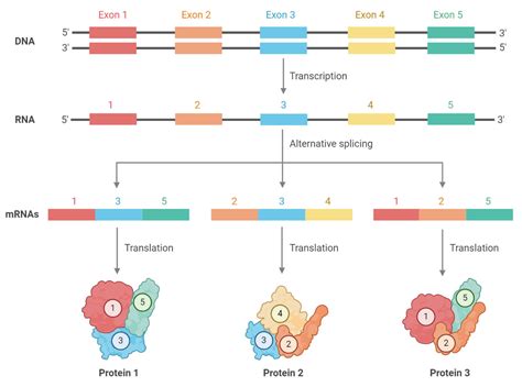 Rna Splicing Definition Process Mechanism Types Errors Uses