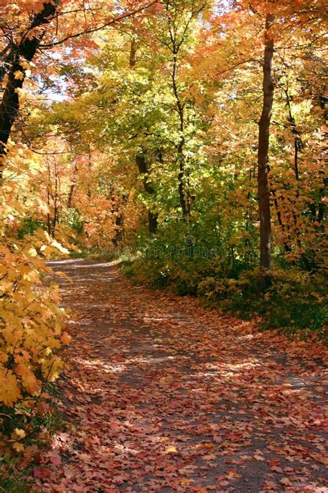 Fall Path In Forest Stock Image Image Of Nature Maple 27671073