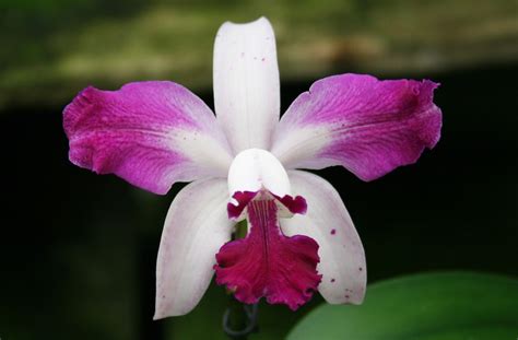 Beautiful Orchid Flowers In The World Yabibo
