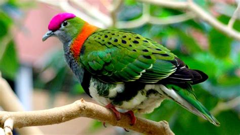 চমৎকার ১০ কবুতর Top 10 Most Beautiful Pigeons Colorful