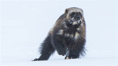 Conservationists Want To Bring Wily Wolverines Back To The Rockies