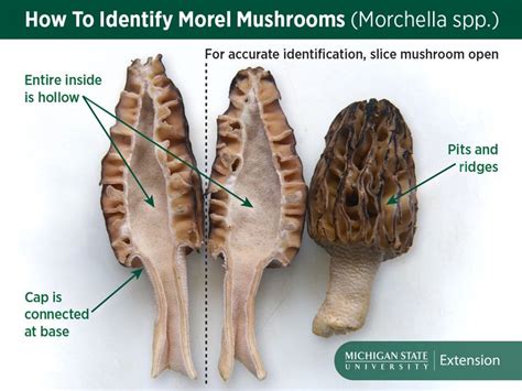 Did You Know Some Edible Mushrooms Can Still Make You Sick