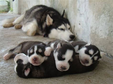 15 Proud Dog Mommies With Their Puppies Bored Panda