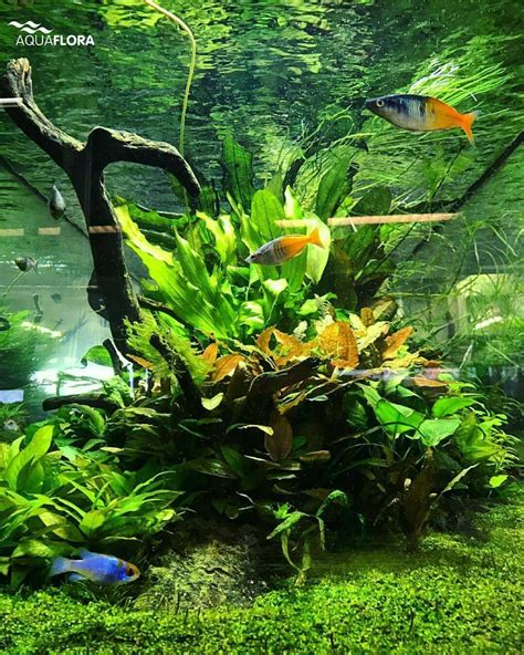 While your initial focus in creating an aquascape design will be on the plants and the appearance, choosing the right fish to. Best Aquascaping Freshwater 135 | Aquascape, Planted ...