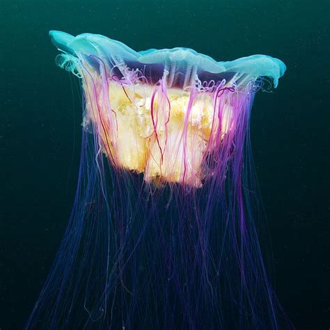 Underwater Experiments Continued Wonderful New Photos Of Jellyfish By