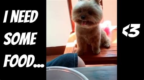 Drooling Dog Over Food Meme 😋😋😂 Youtube