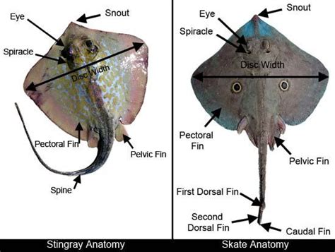 Stingray Anatomy Fish Anatomy Stingray Zoology
