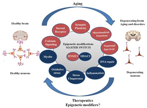 Age Associated Cognitive Decline Insights Into Molecular Switches And