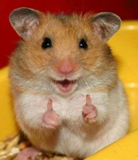 Succes Cute Hamsters Funny Hamsters Cute Animals