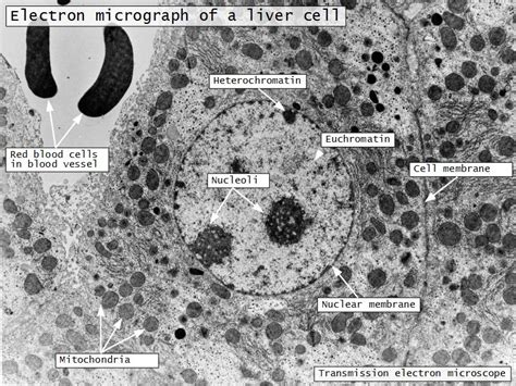 Introduction To Histology Microscopy And Ultrastructure Of The Cell