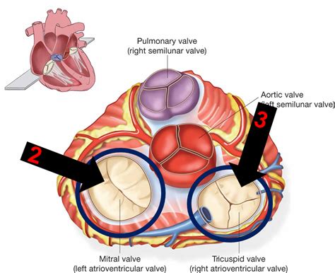 The function of the valve is to prevent back flow (regurgitation). Flashcards - Anatomy and physiology of the Cardiovascular ...