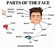 Parts of the Face: List of Useful Face Parts Vocabulary in English ...