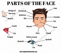 Parts of the Face: List of Useful Face Parts Vocabulary in English ...