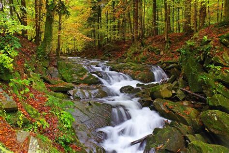 4k Autumn Stones Forests Stream Moss Hd Wallpaper Rare Gallery