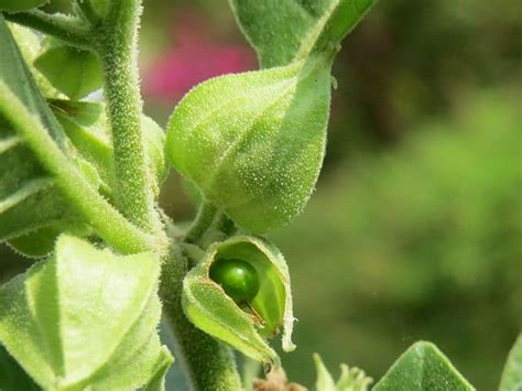 Ashwagandha can do wonders for boosting an underactive thyroid. Ashwagandha Root Benefits, Uses, Dosage and Side Effects