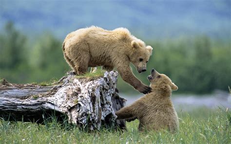 Wallpaper Wildlife Bears Baby Animals Grizzly Bear Brown Bear
