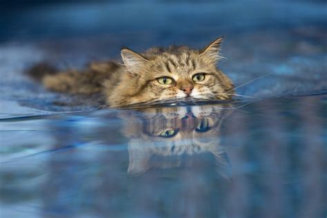 Do Cats Like Water Ph