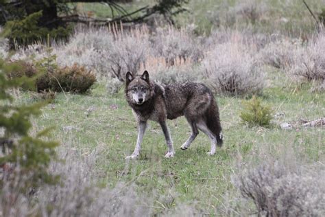 Grey Wolf Photo Credit Rocky Mountain Wolf Project Rpics