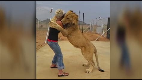 Lion And Woman Hug Each Other In An Incredible Display Of Love And