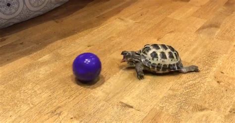 Turtle Loves Playing With His Ball Turtle Tortoise Turtle Love