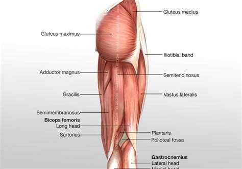 Posterior Hip Thigh Leg Muscles Diagram Quizlet