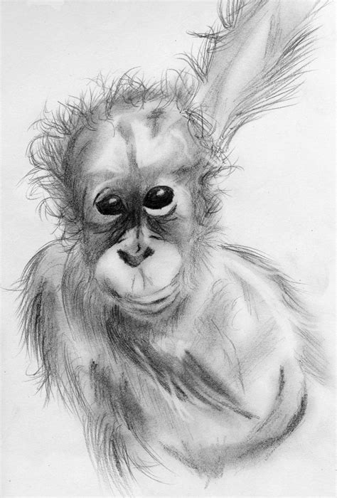 Orangutan Sketch By Tearsonice On Deviantart