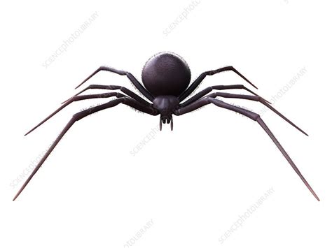 Female Black Widow Spider Illustration Stock Image F0268945