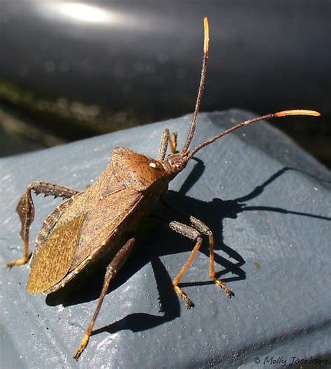 Leaf Footed Bug Acanthocephala Terminalis BugGuide Net