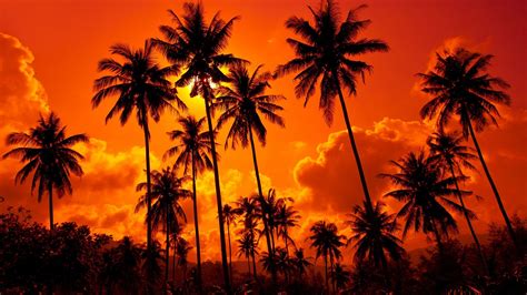 23 Palm Tree Sunset Wallpapers Wallpaperboat