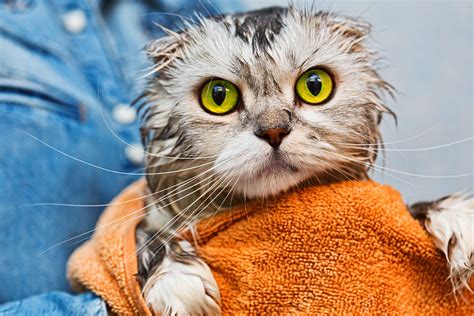 Katze Baden Diese Punkte Sollten Sie Beim Waschen Ihrer Katze