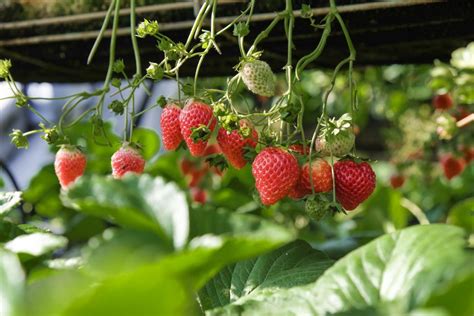 How To Grow Strawberries Au