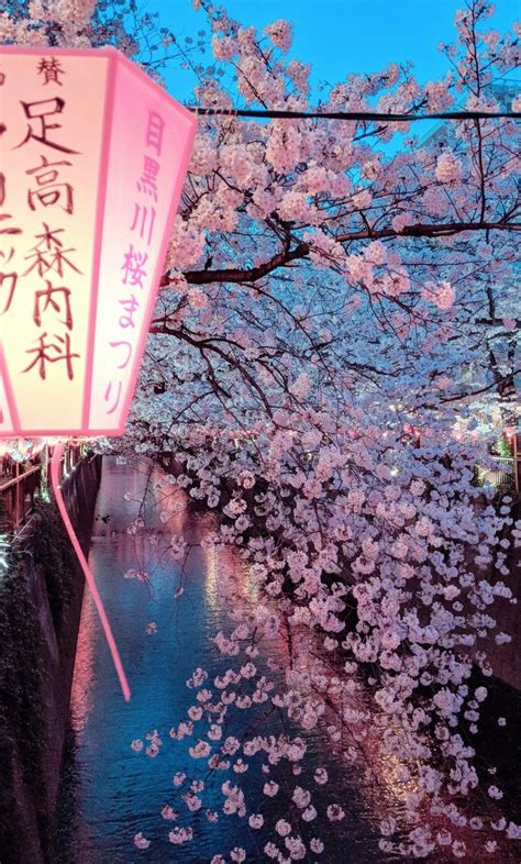 Pin by ༻ ℐ 𝒶𝓂 ♕ ℋ𝒾𝓈 ༺ on ╮ѕaĸυra╰ | Aesthetic japan, Japan tourism