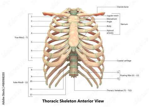 Human Skeletal System Thoracic Skeleton Anatomy with Detailed Labels Anterior View Stock イラスト