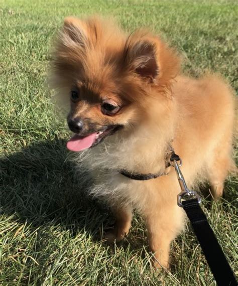 If the budget is tight, your. Pomeranian Puppies For Sale | Pittsburgh, PA #305915