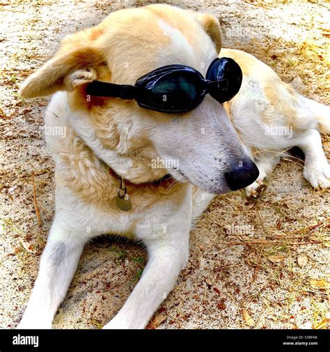 Dog Wearing Goggles Hi Res Stock Photography And Images Alamy